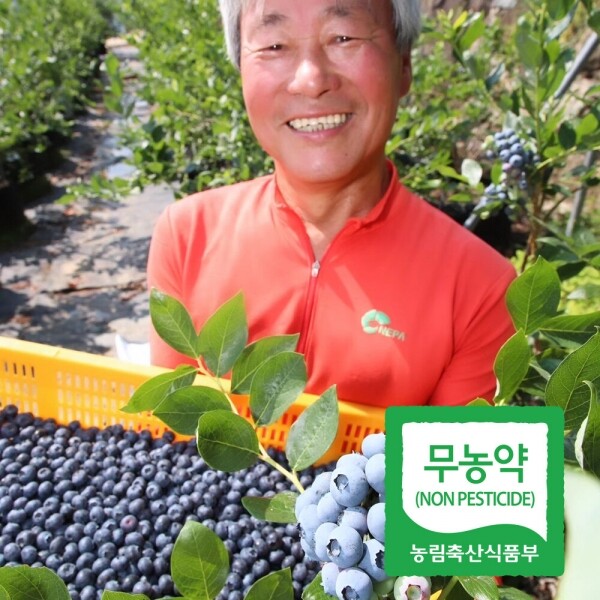 [굿바이] 산청 무농약 블루베리 생과 1kg 특/특대 *순차발송 _허성회
