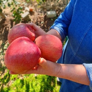 사과(부사) 5kg/10kg _황매산사과영농조합