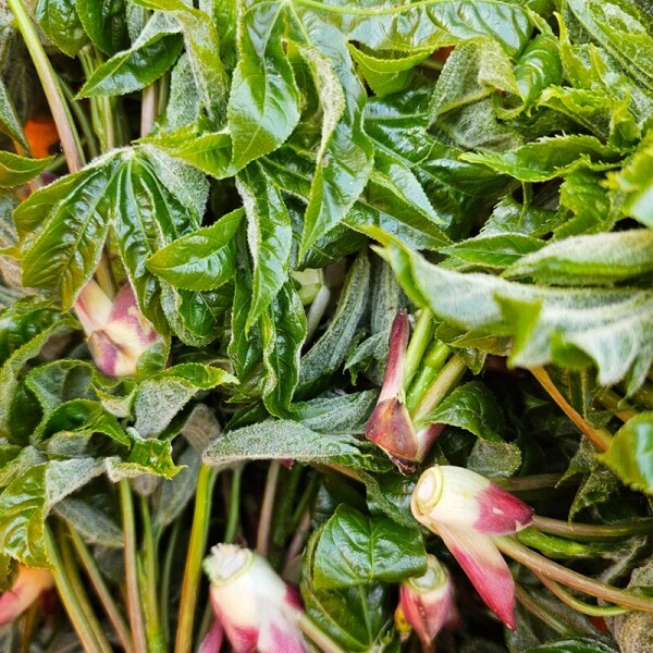 산엔청쇼핑몰,산청장희딸기 350g,500g _우리농원