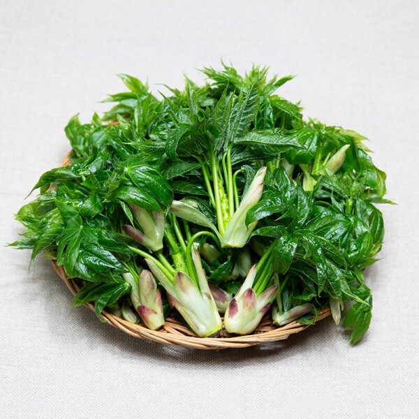 산청 지리산 엄나무순 500g/1kg _해오름약초