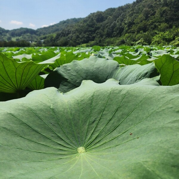 산엔청쇼핑몰,지리산 심마니 수제 연잎밥 _약초애