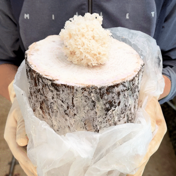 산엔청쇼핑몰,산청장희딸기 350g,500g _우리농원