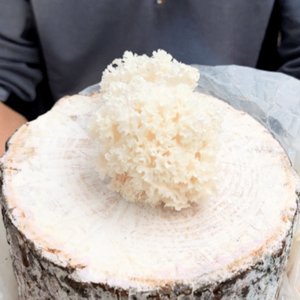 산엔청쇼핑몰,산청장희딸기 350g,500g _우리농원
